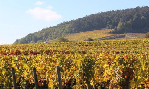 Vinyeard in Côte de Nuits 
Crédit : Xavier Massip 