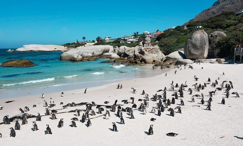 One of the most amazing stops along the Garden Route is Boulders Beach with all the cute little penguins!