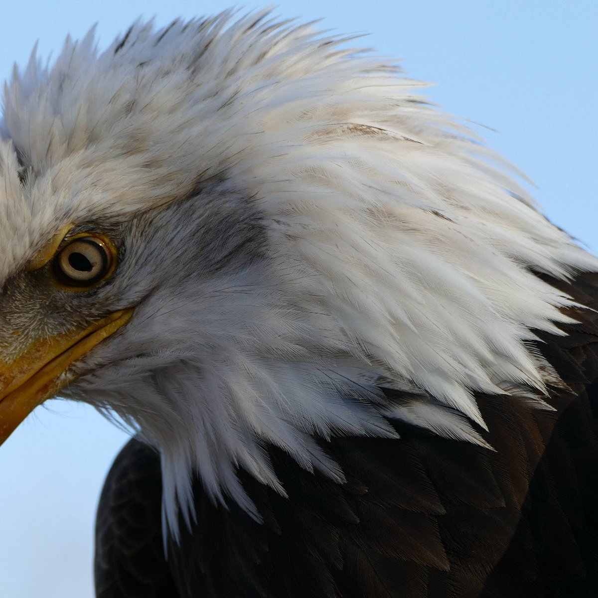 Birds of Prey Foundation