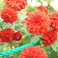 公園の花 ダリア?