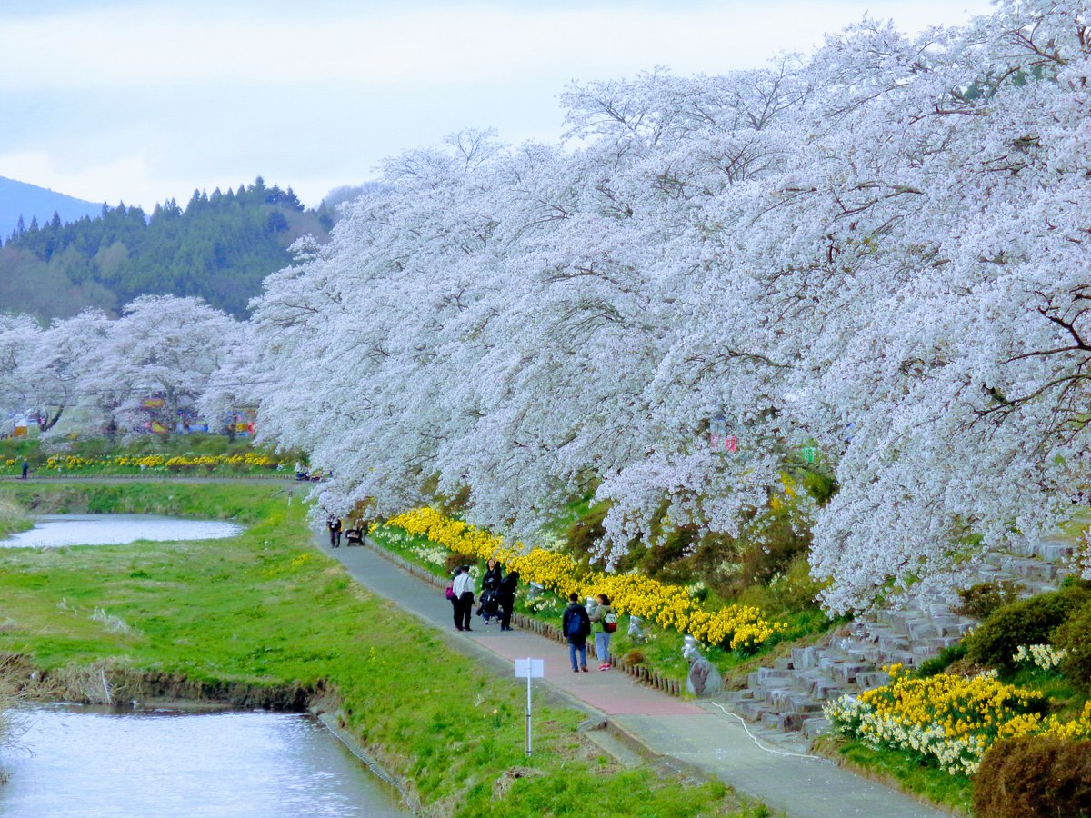 22年 夏井千本桜 行く前に 見どころをチェック トリップアドバイザー