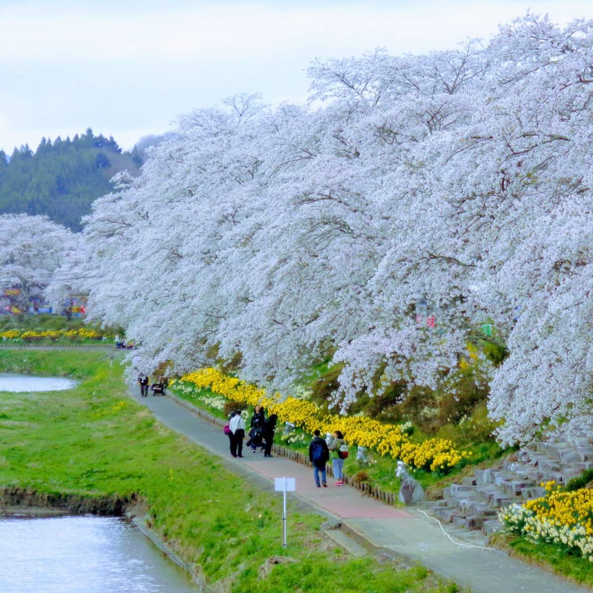 22年 夏井千本桜 行く前に 見どころをチェック トリップアドバイザー