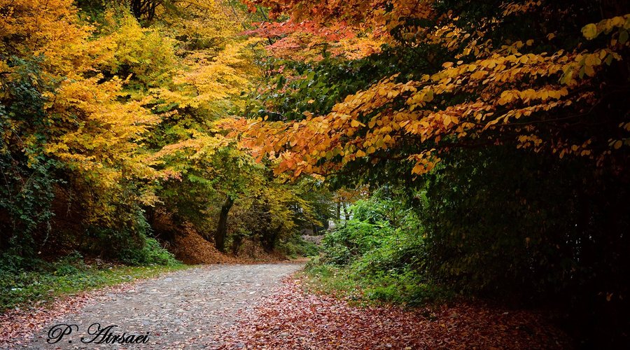 it is the best time to visit north of iran and watching colorful forest.