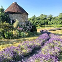 Allington Castle - Lavender Walk