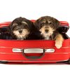 Two Pups and Passports