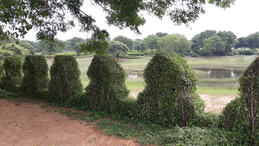 Hedge
