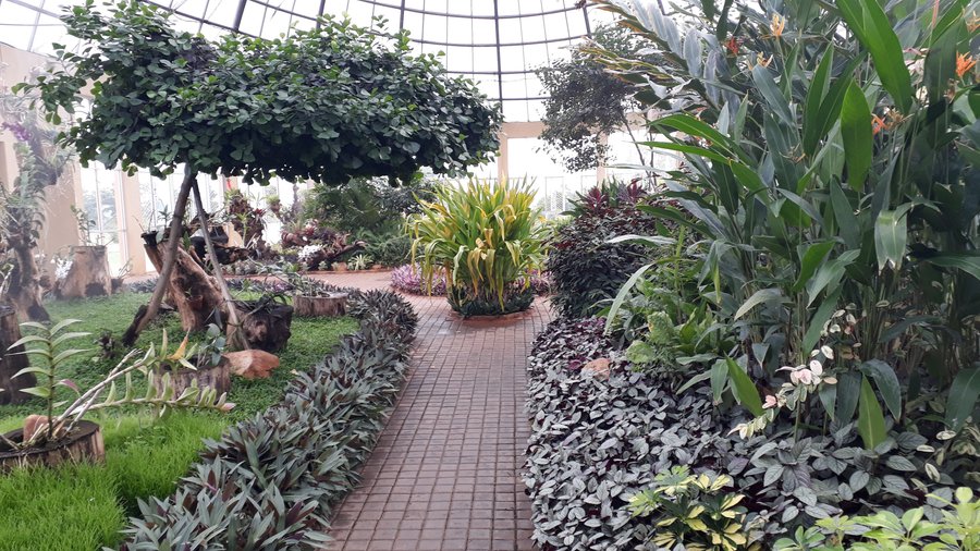 Wet zone plants in a dome