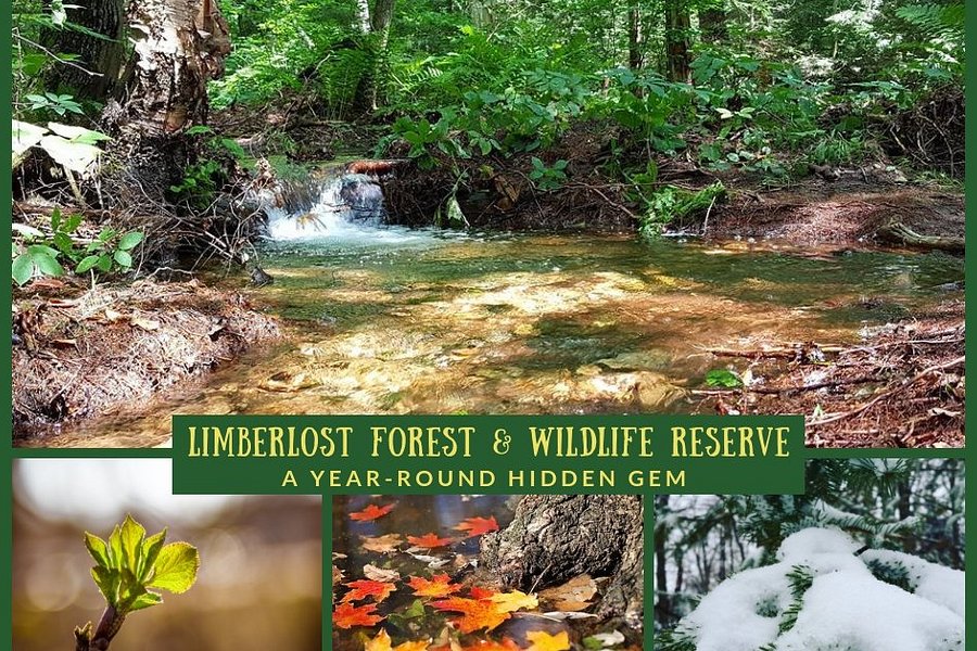 Limberlost Forest & Wildlife Reserve image