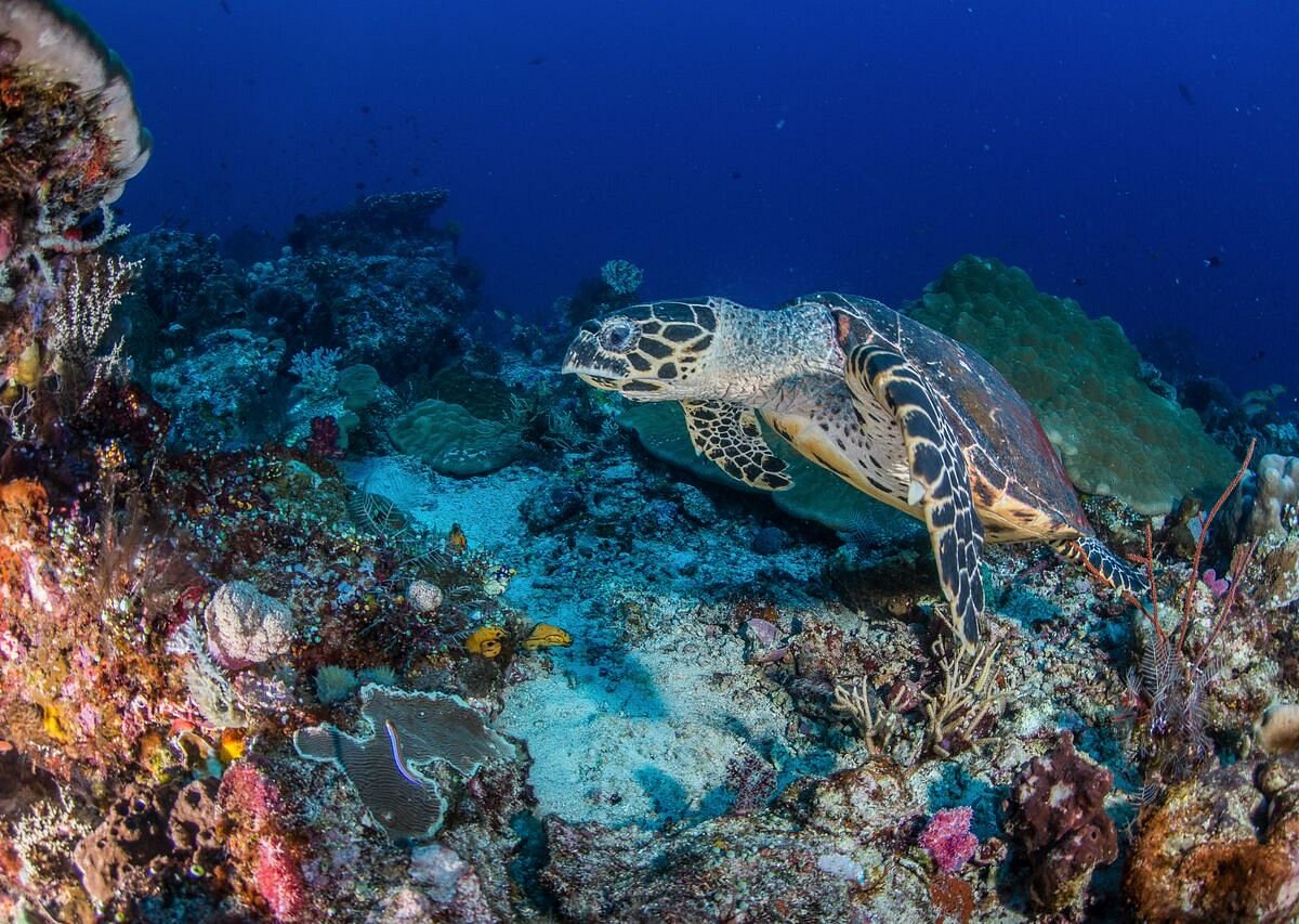 Scuba Froggy Gili Trawangan, Остров Гили-Траванган: лучшие советы перед  посещением - Tripadvisor