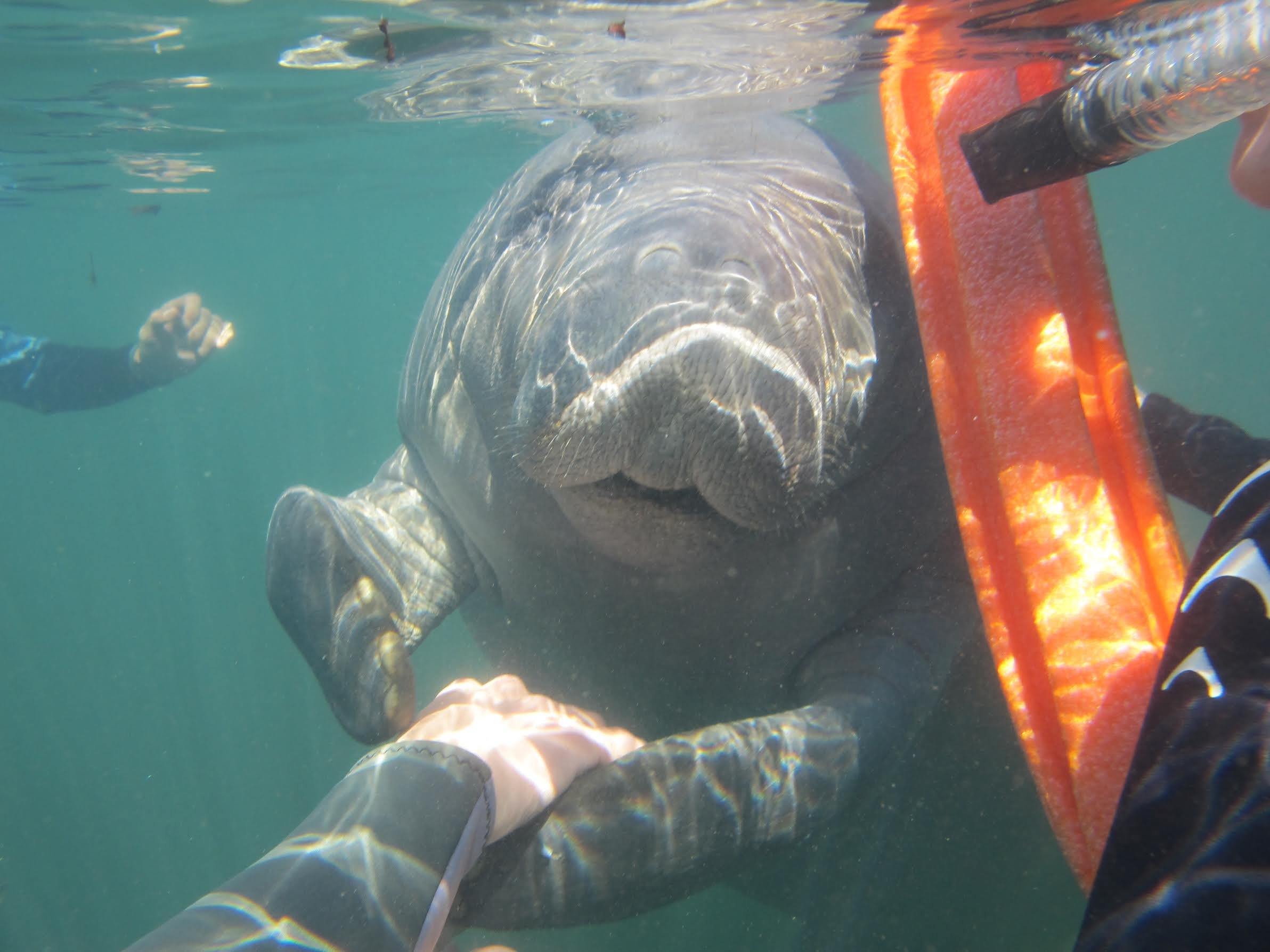 Swim With Manatees (Crystal River, FL) - Anmeldelser - Tripadvisor