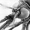 anopheles0505