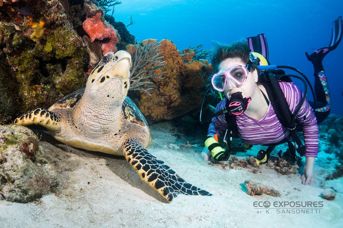 Eco Divers (Cozumel) - All You Need to Know BEFORE You Go