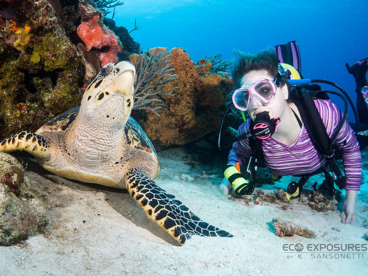 Introducir 72+ imagen scuba diving cozumel tripadvisor