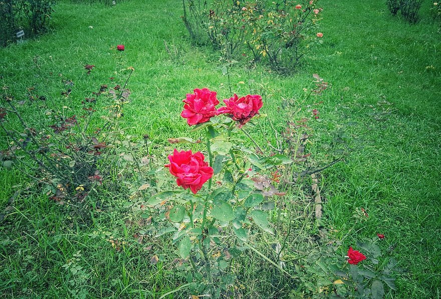 Chandigarh Rose Garden image