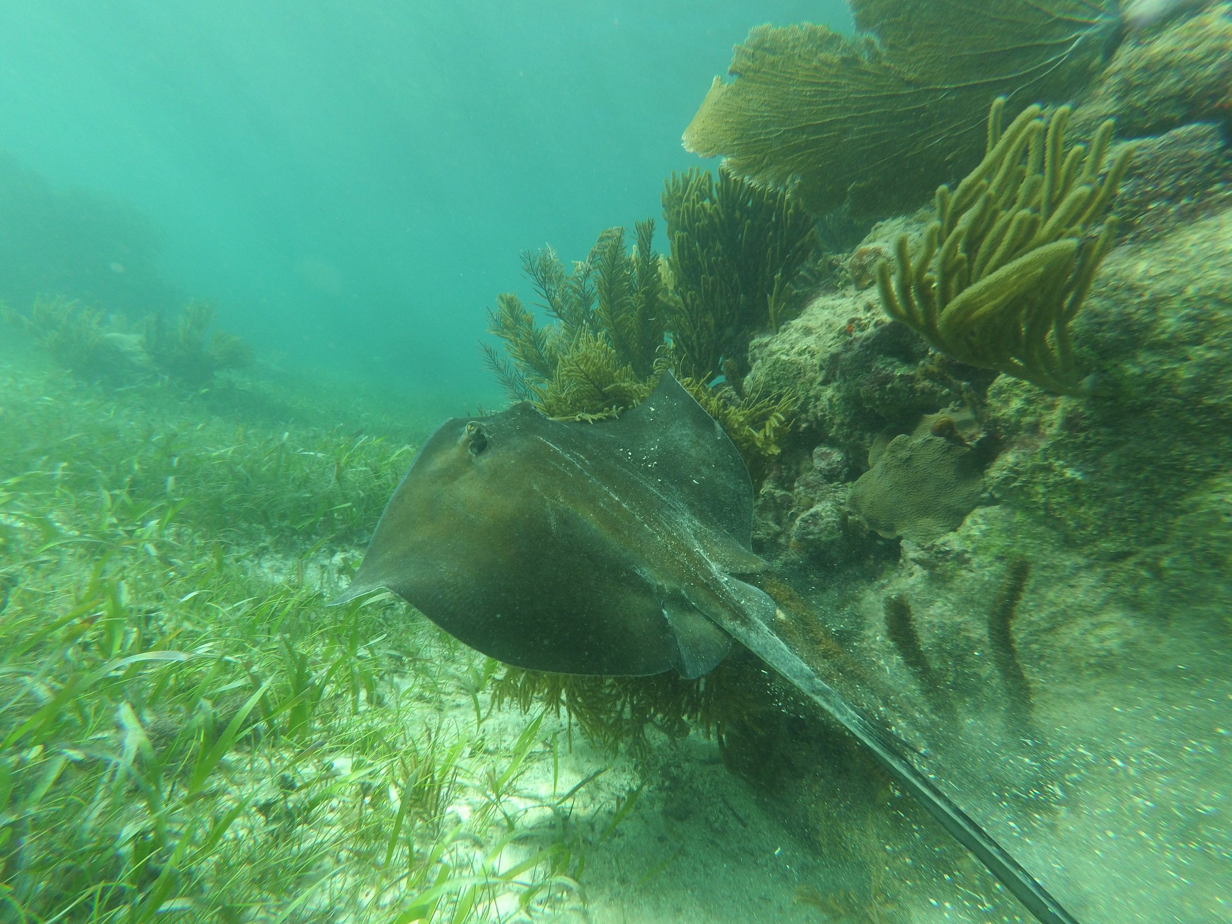 playa del carmen webcam snorkel shop