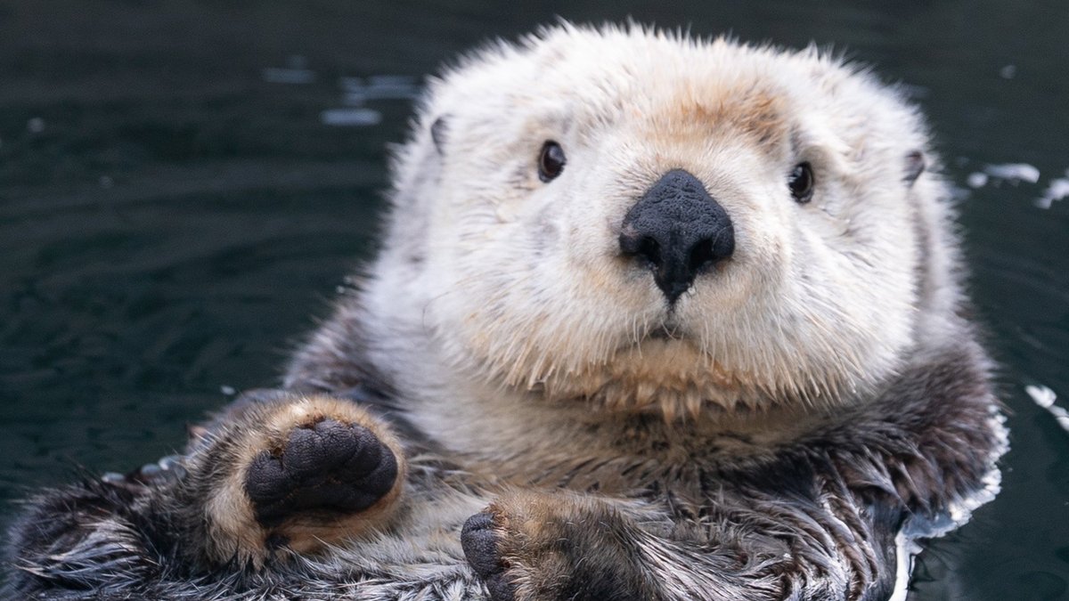 23年 バンクーバー水族館 行く前に 見どころをチェック トリップアドバイザー