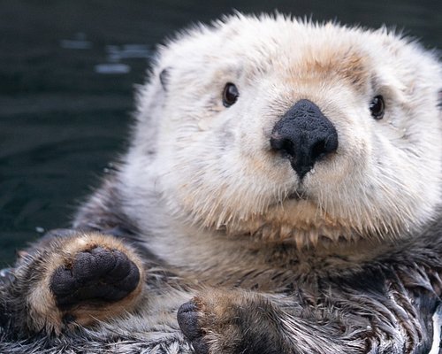 Don't mind me...I'm just the cutest little sea otter ever!