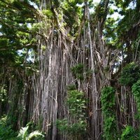 Giant Banyan Tree - All You Need to Know BEFORE You Go (2024)