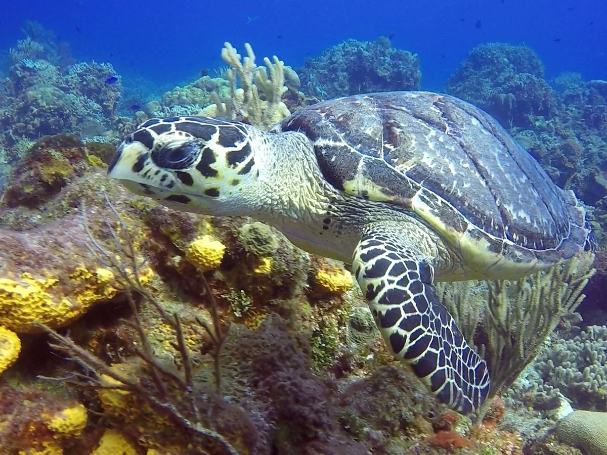 BAREFOOT DIVE CENTER (Cozumel) - All You Need to Know BEFORE You Go