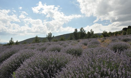 Isparta, Keçiborlu Kuyucak köyünde Lavanta bahçeleri