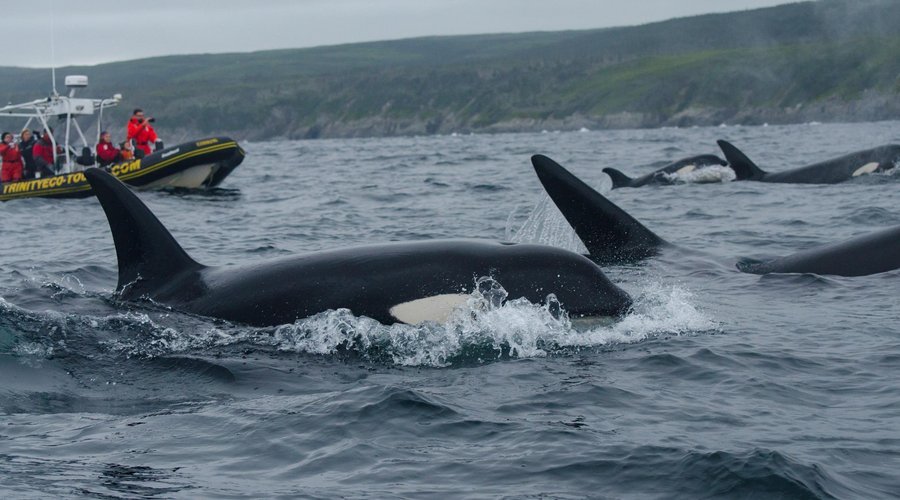 A pod of Orcas