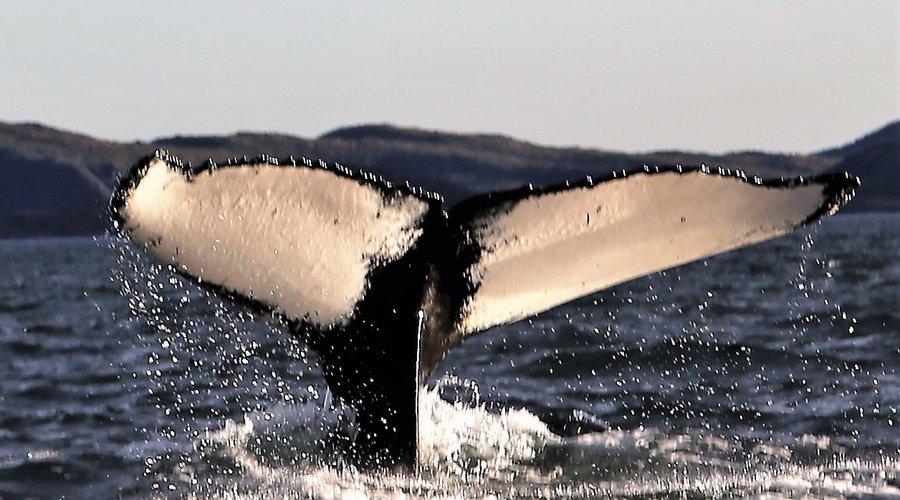 A beautiful whale's tail with a tale to go with it.