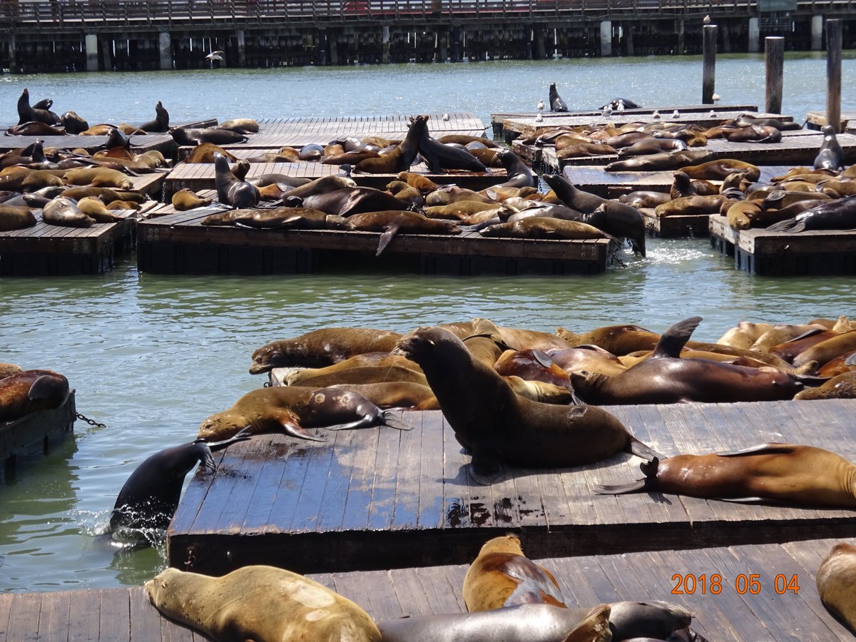 Sea Lions at Pier 39 at Fisherman`s Wharf, San Francisco, USA