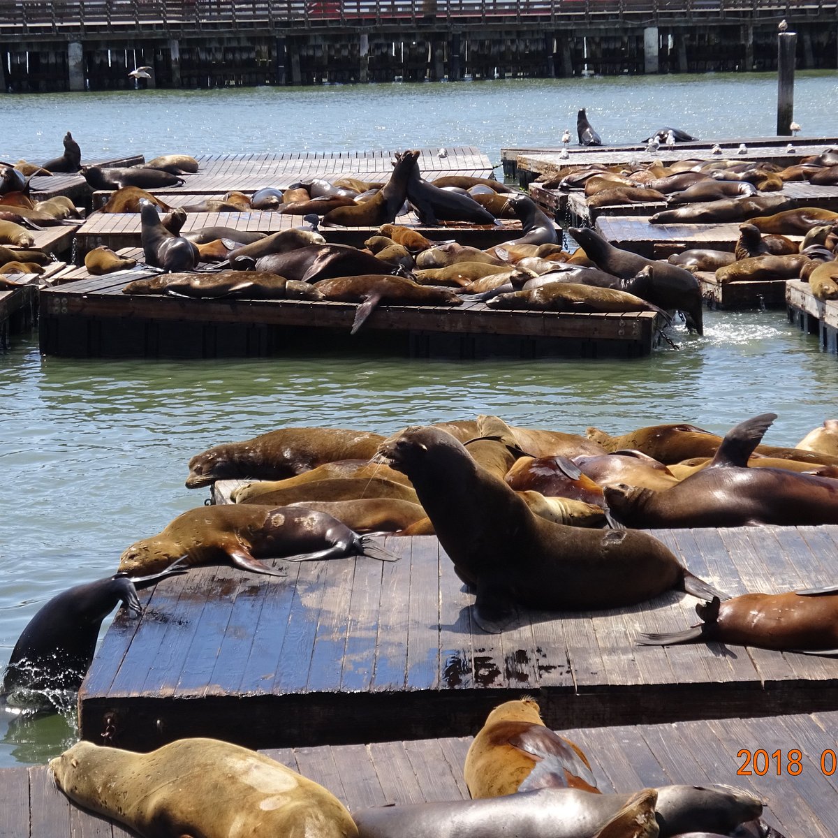 San Francisco Sea Lions, Seals, Missions and Tokyo Kyojins