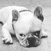 FRANK