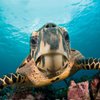 Sea Turtle Camp