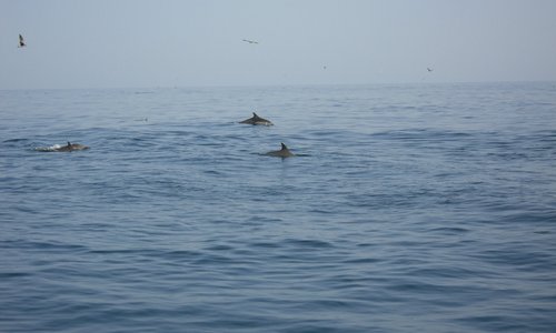 Indian ocean
