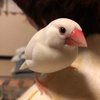 モルタンかわむら