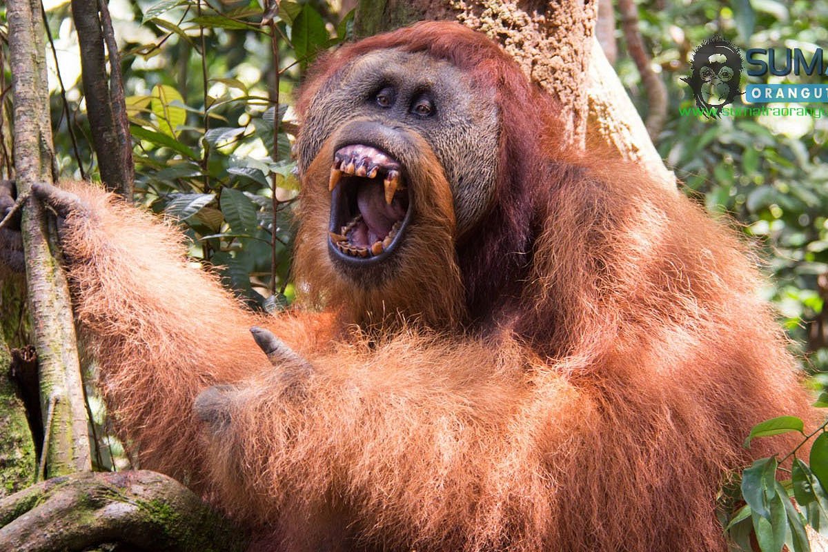 medan orangutan tour