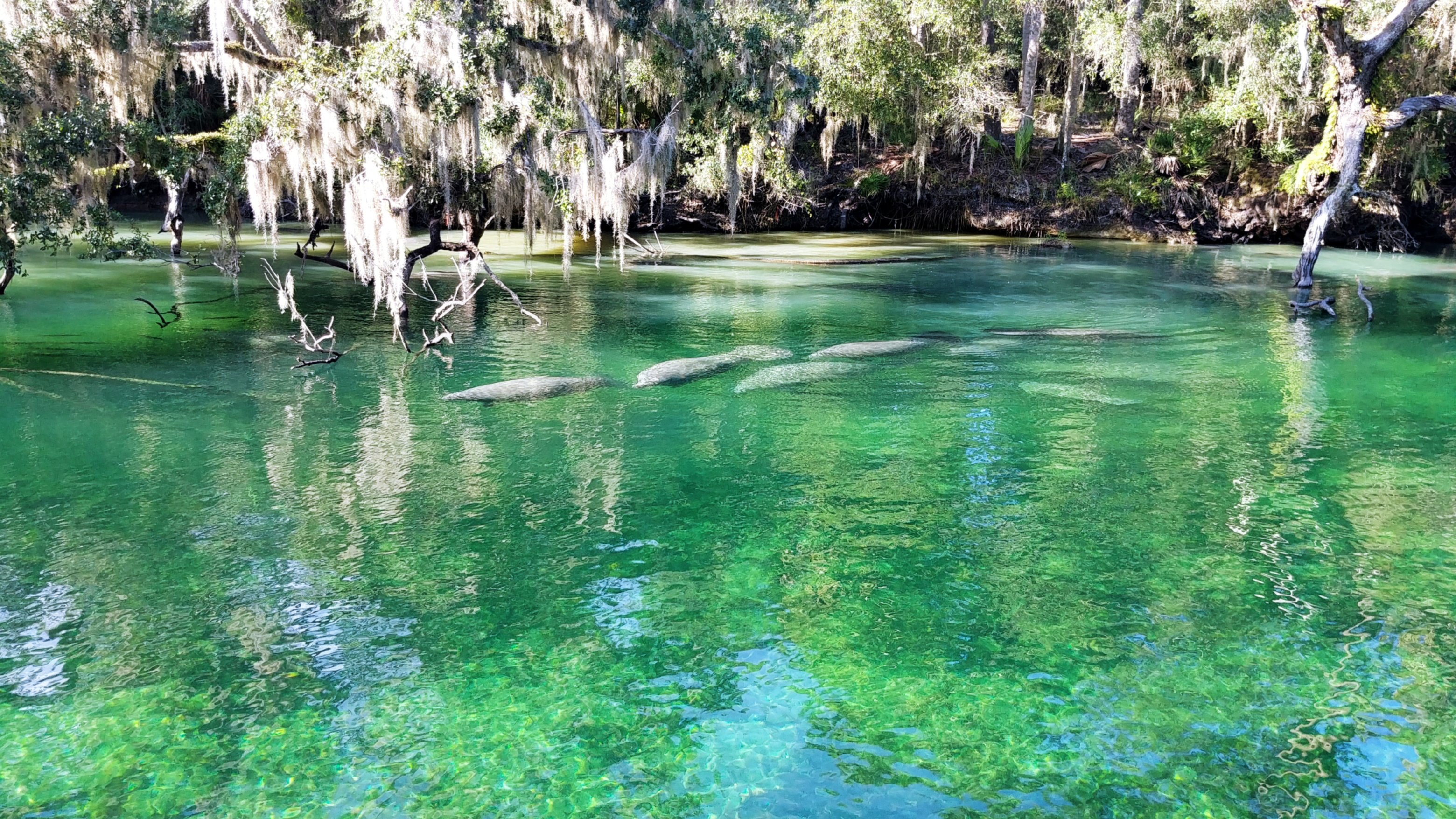 Tranquil Blue Spring // Orange City, FL // popular Florida, Photography, Photographs, Sunshine State, Boats, Nature, Springs, River, Canoe