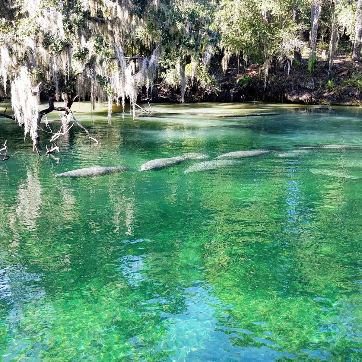 8 Best Springs to Visit in Florida in the Summertime