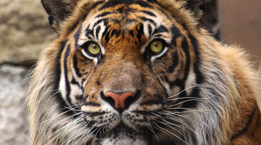 Tiger Trail