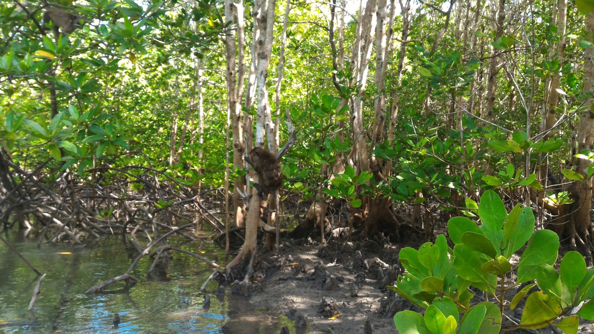 Discovering Thailands Magnificent Mangrove Forests: A Guide to Natures Hidden Gems