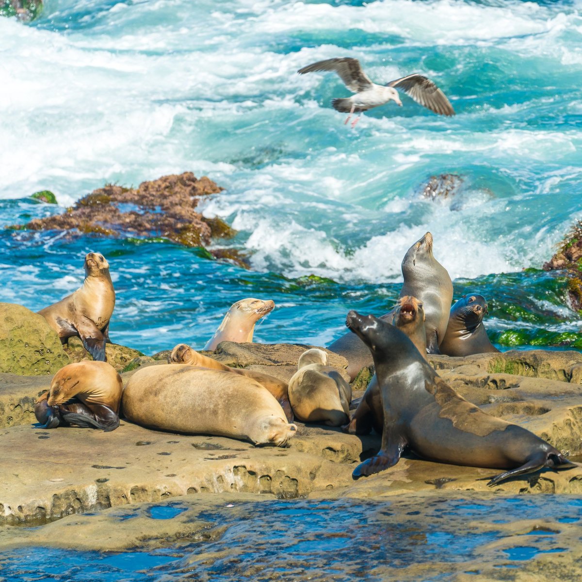 La Jolla Cove - All You Need to Know BEFORE You Go (with Photos)