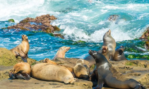 La Jolla Ca Average Home Price
