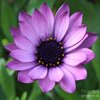 PurpleDaisy