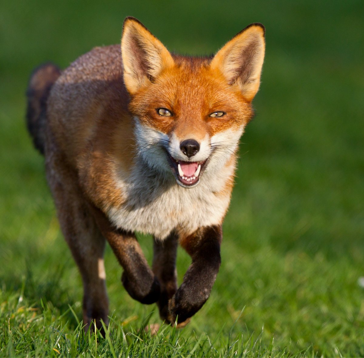 FOX TOURS AND SAFARIS (Arusha): Ce qu #39 il faut savoir pour votre visite
