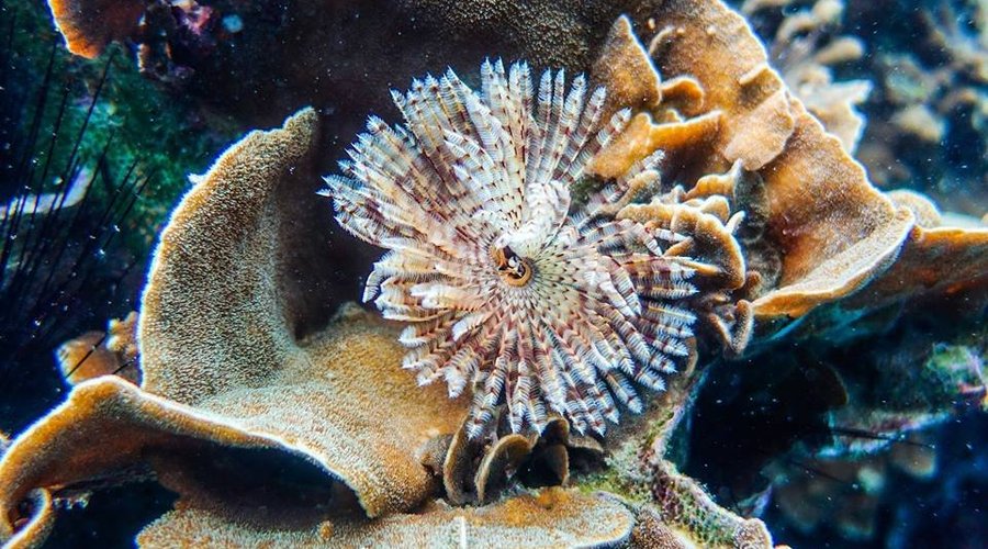 Coral behind resort