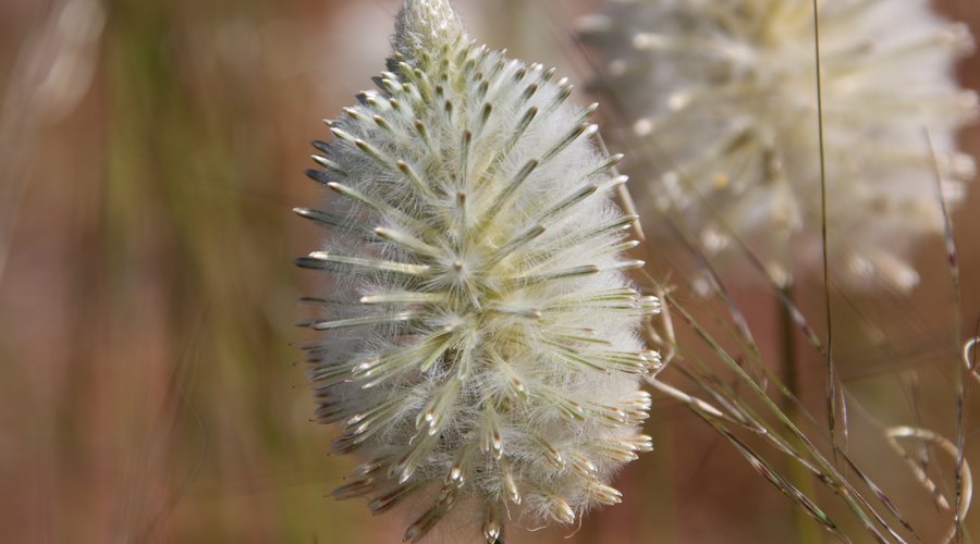 FLEUR