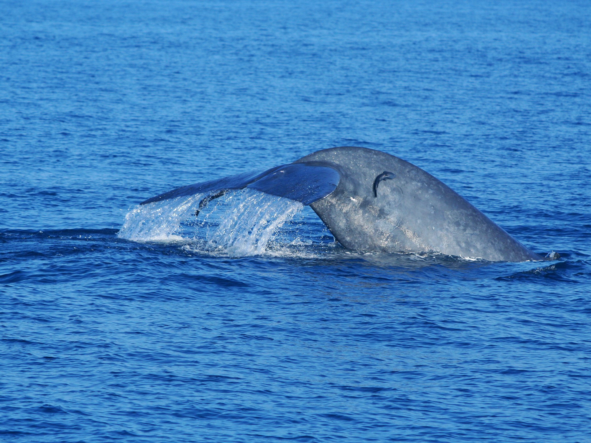 Trinco Blue Whale Watching & Diving (Trincomalee) - All You Need to ...