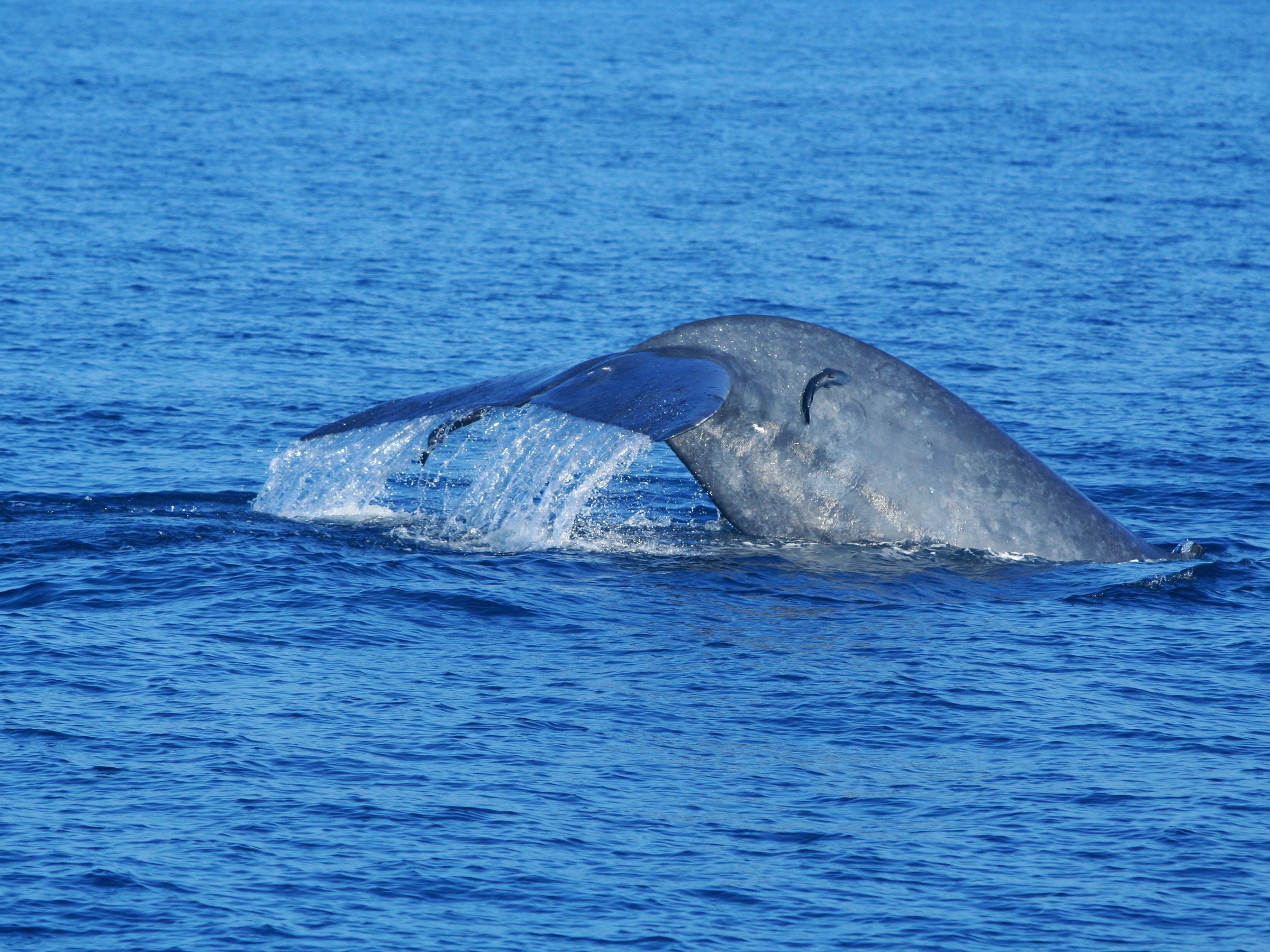 Trinco Blue Whale Watching & Diving - All You Need to Know BEFORE You ...