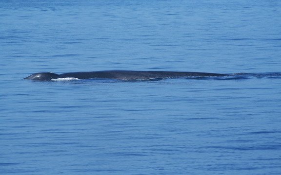 Trinco Blue Whale Watching & Diving (Trincomalee) - All You Need to ...