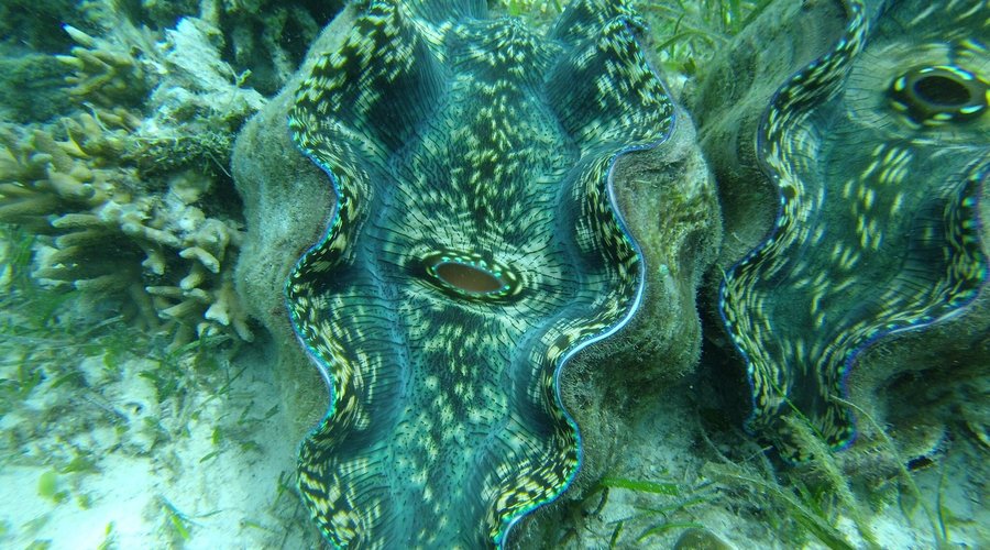 Mantigue Island