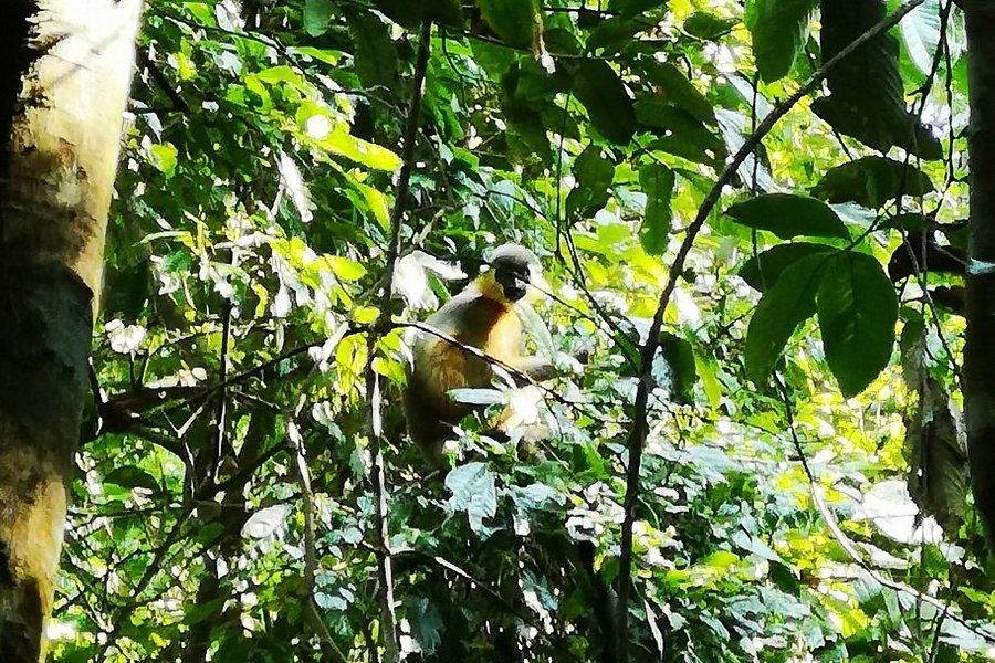 Hoollongapar Gibbon Sanctuary image