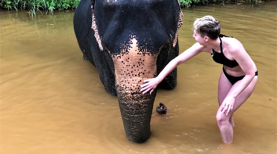 experience with an elephant