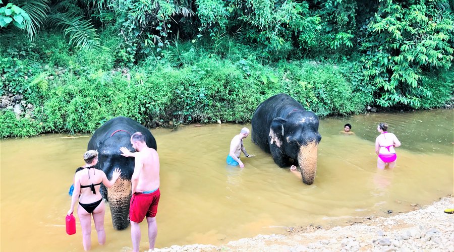 experience with an elephant